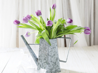 beautiful purple tulips in galvanized watering can in dreamy white setting