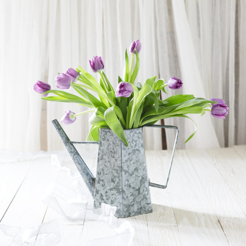 beautiful purple tulips in galvanized watering can in dreamy white setting