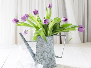 beautiful purple tulips in galvanized watering can in dreamy white setting