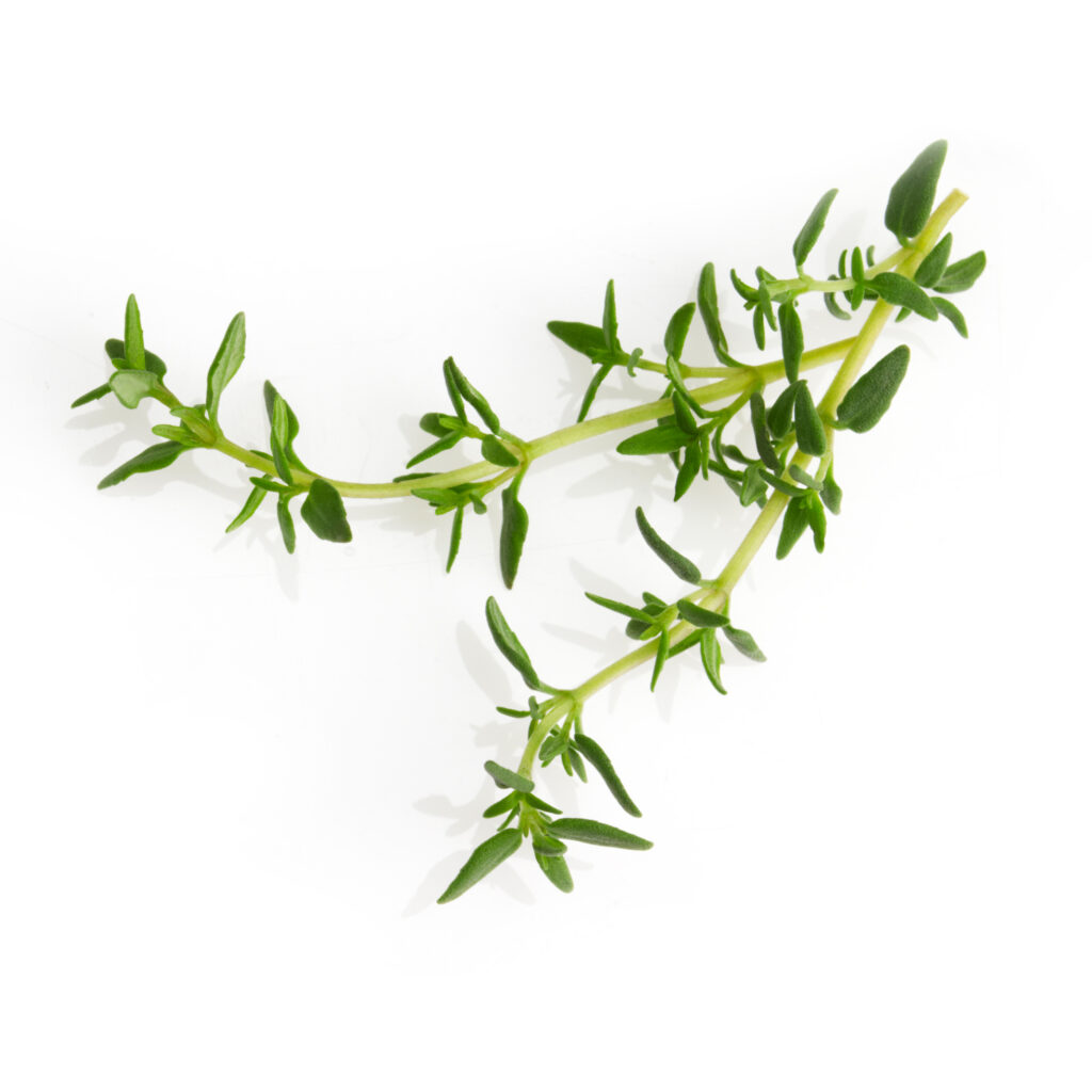fresh sprig of thyme on white background