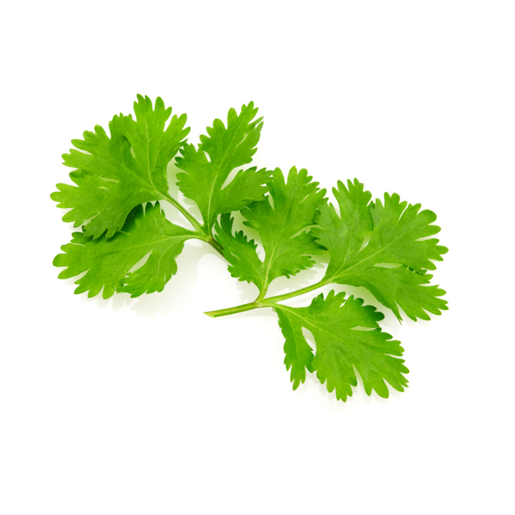 fresh cilantro leaves on white background